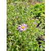 Aster gawędka-Aster amellus