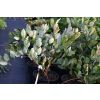 Fotergilla olszolistna Glaucophylla - Fothergilla gardenii