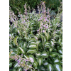 Funkia falista-Hosta