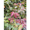 Dereń karłowy-Cornus pumila