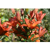 Lilia azjatycka Abbeville`s Pride - Lilium asiatic