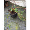 Dziurawiec zwyczajny - Hypericum perforatum