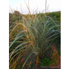 Miskant chiński Variegatus-Miscanthus sinensis