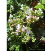 Tymianek pospolity - Thymus vulgaris