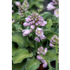 Funkia Blue Mouse Ears - Hosta hybrid