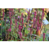 Rdest himalajski Keep Smiling - Persicaria amplexicaulis