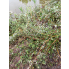 Wierzba fińska-Salix x finmarchica