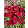 Złocień ogrodowy Duchess of Edinburgh - Chrysanthemum hybrida