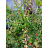 Irga dielsa-Cotoneaster dielsianus