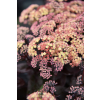 Rozchodnik ogrodowy Globe Yellow - Sedum hybridum