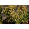 Jałowiec pospolity Suecica Aurea-Juniperus communis