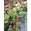 Dziurawiec zwyczajny - Hypericum perforatum
