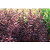 Pęcherznica kalinolistna Centre Glow - Physocarpus opulifolius