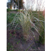 Miskant chiński Variegatus-Miscanthus sinensis