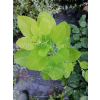Perukowiec podolski Kanari-Cotinus coggygria