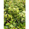 Fotergilla olszolistna Carolina (Brian Upchurch)-Fothergilla gardenii