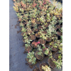 Trzmielina oskrzydlona Fireball-Euonymus alatus