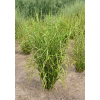 Miskant chiński Zebrinus - Miscanthus sinensis