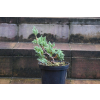 Jalowiec łuskowy Holger - Juniperus squamata 0004
