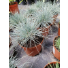Kostrzewa sina Uchte - Festuca glauca Uchte