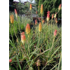 Trytoma groniasta-Kniphofia