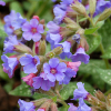 Miodunka Trevi Fountain - Pulmonaria x hybrida