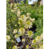 Fotergilla Mount Airy-Fothergilla x intermedia