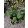Fotergilla większa-Fothergilla major