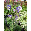 Orlik niski-Aquilegia vulgaris