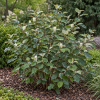 Fotergilla mieszańcowa Sea Spray - Fothergilla x intermedia