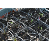 Konwalnik płaskopędowy Nigrescens - Ophiopogon planiscapus Nigrescens