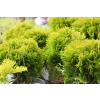 Żywotnik zachodni Mirjam - Thuja occidentalis