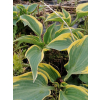 Funkia First Frost - Hosta