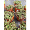 Macierzanka piaskowa Magic Carpet - Thymus serpyllum