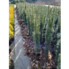 Taxus baccata Kazimierz Nowak