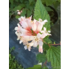 Neilia tybetańska-Neillia thibetica