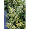 Trzmielina Emerald`n Gold-Euonymus fortunei