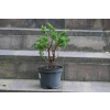 Jałowiec chiński Shimpaku - Juniperus chinensis 0085