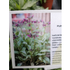 Miodunka Silver Bouquet - Pulmonaria