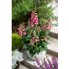 Naparstnica Digiplexis Berry Canary PBR - Digitalis hybrida