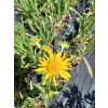 Dzielżan Hoopesa-Helenium Hoopesa