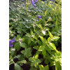 Platykodon niebieski - Platycodon grandiflorus
