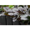 Dąbrówka rozesłana Mahogany - Ajuga reptans