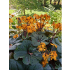 Języczka pomarańczowa-Ligularia dentata Midnight Lady