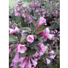 Krzewuszka cudowna Nana Purpurea-Weigela florida