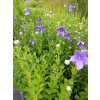 Platykodon niebieski-Platycodon grandiflorus