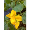 Tojeść rozesłana-Lysimachia nummularia