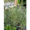 Miskant chiński Silberspinne-Miscanthus sinensis