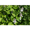 Funkia T- REX - Hosta