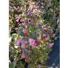 Krzewuszka cudowna Nana Purpurea-Weigela florida